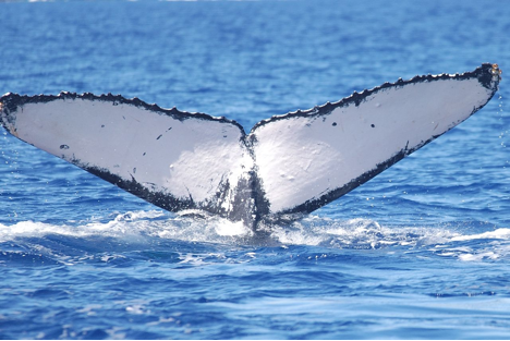 Whale2
